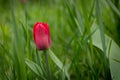 Single tulip in the grass. Royalty Free Stock Photo