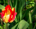 Single tulip with green leaves on the background. Royalty Free Stock Photo