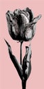 Single tulip isolated