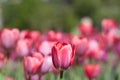 Single tulip macro