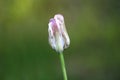 Single tulip plant with closed white to violet tepals starting to dry and shrivel growing in local garden