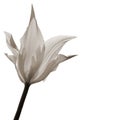 Single tulip, sepia-toned Royalty Free Stock Photo