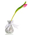 Single tulip Royalty Free Stock Photo
