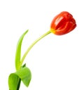 A single tulip Royalty Free Stock Photo