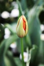 Single tulip Royalty Free Stock Photo