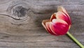 Single tulip on stressed wood Royalty Free Stock Photo