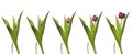 Single Tulip Time-lapse Royalty Free Stock Photo