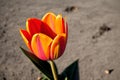 A single tulip wilting in the afternoon sun