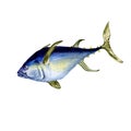 Single tuna fish watercolor illustration isolated on white background. Royalty Free Stock Photo