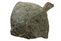 Single turbot isolated on white Royalty Free Stock Photo