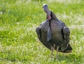 In a field of wildflowers, a male turkey throws back his head and gobbles. Royalty Free Stock Photo