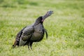 In a field of wildflowers, a male turkey throws back his head and gobbles. Royalty Free Stock Photo