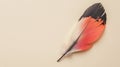 Single turkey feather on a plain background with copy space. Royalty Free Stock Photo
