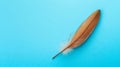 Single turkey feather on a plain background with copy space. Royalty Free Stock Photo