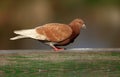 Single Turtle dove on a wooden fence stick during spring season