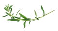 Twig of fresh hyssop hyssopus herb cutout