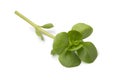 Single twig of fresh raw common purslane Royalty Free Stock Photo