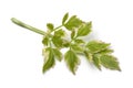 Single twig of fresh raw Japanese parsley