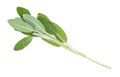 Single twig of sage herb cutout on white