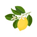 Single twig with yellow lemon and blossom