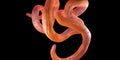 Single twisted nematode or thread worm on a black background Royalty Free Stock Photo