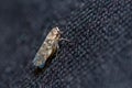 Single typical leafhopper, Euscelidius Variegatus Royalty Free Stock Photo