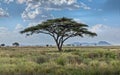 A single umbrella acacia with two vultures in the savannah of the Serengeti, Tanzania