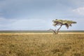 A single umbrella acacia with two vultures in the savannah of the Serengeti, Tanzania