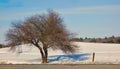 Broad-shaped tree in winter with bifurcated trunk and a web of miniature branches Royalty Free Stock Photo