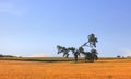 Single unique tree in the middle of soybean fields Royalty Free Stock Photo