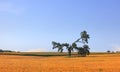 Single unique tree in the middle of soybean fields