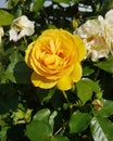 A single unique yellow rose