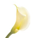 Single unopened calla lily Royalty Free Stock Photo