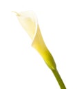 Single unopened calla lily Royalty Free Stock Photo