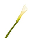 Single unopened calla lily Royalty Free Stock Photo