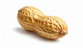 Single Unpeeled Peanut with Textured Shell on White Background groundnut legume Royalty Free Stock Photo