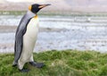 single, upright king penguin King penguin in its natural environment on land in South Georgia Royalty Free Stock Photo