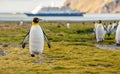 single, upright king penguin King penguin in its natural environment on land in South Georgia Royalty Free Stock Photo