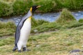 single, upright king penguin King penguin in its natural environment on land in South Georgia Royalty Free Stock Photo