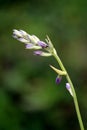 Single upright scape of Plantain lily or Hosta foliage plant full of small flower buds starting to open planted in local urban