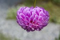Single Upside Down Bracken Sequel Dahlia Flower