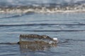 Plastic bottle washed up at beach Royalty Free Stock Photo
