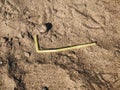 Single use plastic straw in sand, marine trash on the beach.Plastic pollution on the beach. Stop plastic pollution. Garbage at Royalty Free Stock Photo