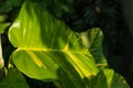 Single Variegated-philodendron leaf decoration Royalty Free Stock Photo