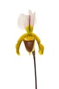 Single venus slipper orchid