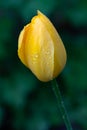 Single Vertical Yellow Tulip Wet om Spring Rains