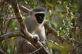 Vervet monkey Cercopithecus aethiops sitting in a tree, South Africa Royalty Free Stock Photo