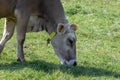 Single very dirty brown cow eating grass on a green spring meadow in back light and sunset, by day, close up Royalty Free Stock Photo