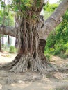 Single very old Banyan tree on the ground.