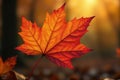 A single vibrant autumn leaf illuminated by golden sunlight in a forest setting. Generative AI Royalty Free Stock Photo